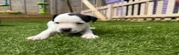 Staffordshire Bull Terrier dogs for sale: Staffordshire bull terriers for sale  - Advert 19