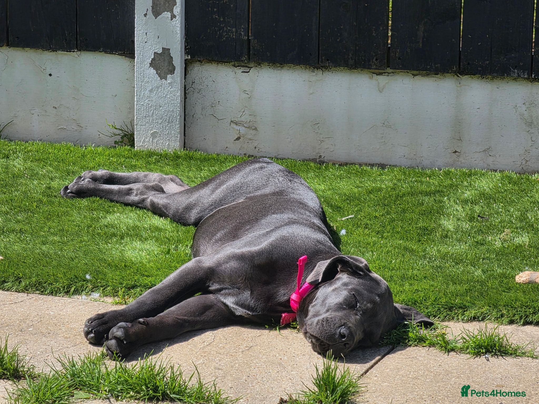 Cane Corso dogs Cane Corso - Advert 8