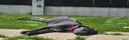 Cane Corso dogs for sale: Cane Corso - Advert 5