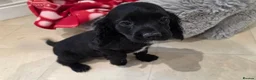 Cocker Spaniel dogs for sale: Working Type Cocker Spaniels - Advert 8