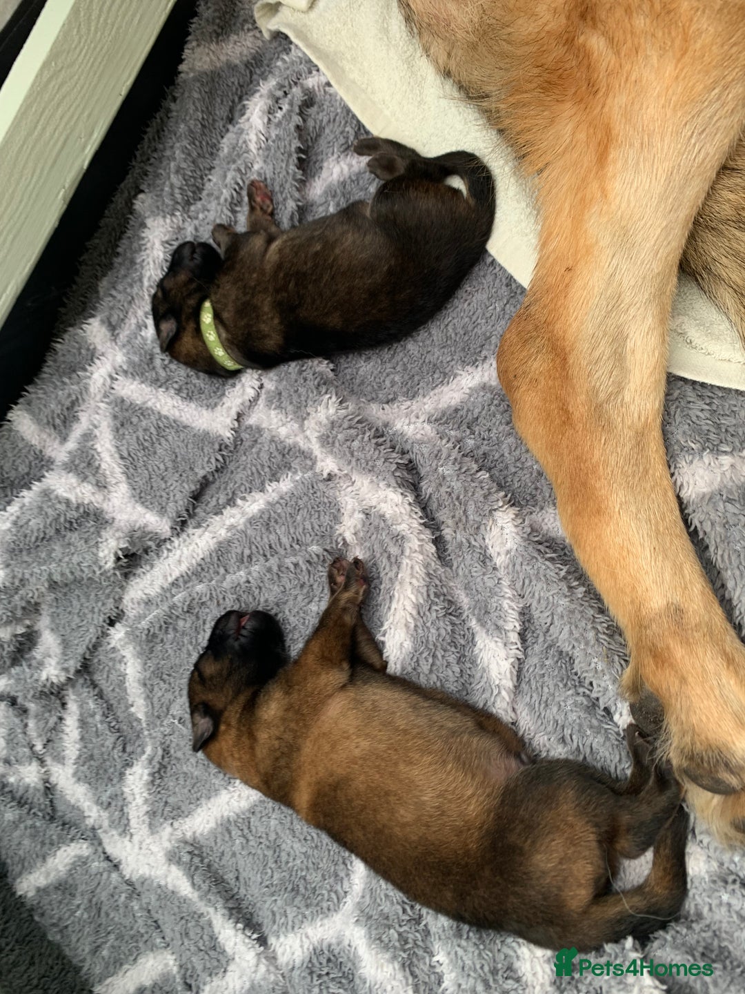 German Shepherd dogs for sale: German Shepherd puppies - Advert 6