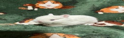Netherland Dwarf rabbits for sale: Baby Netherland Dwarfs  - Advert 5