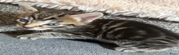 Maine Coon cats for sale: Quarter Maine coon kittens - Advert 2