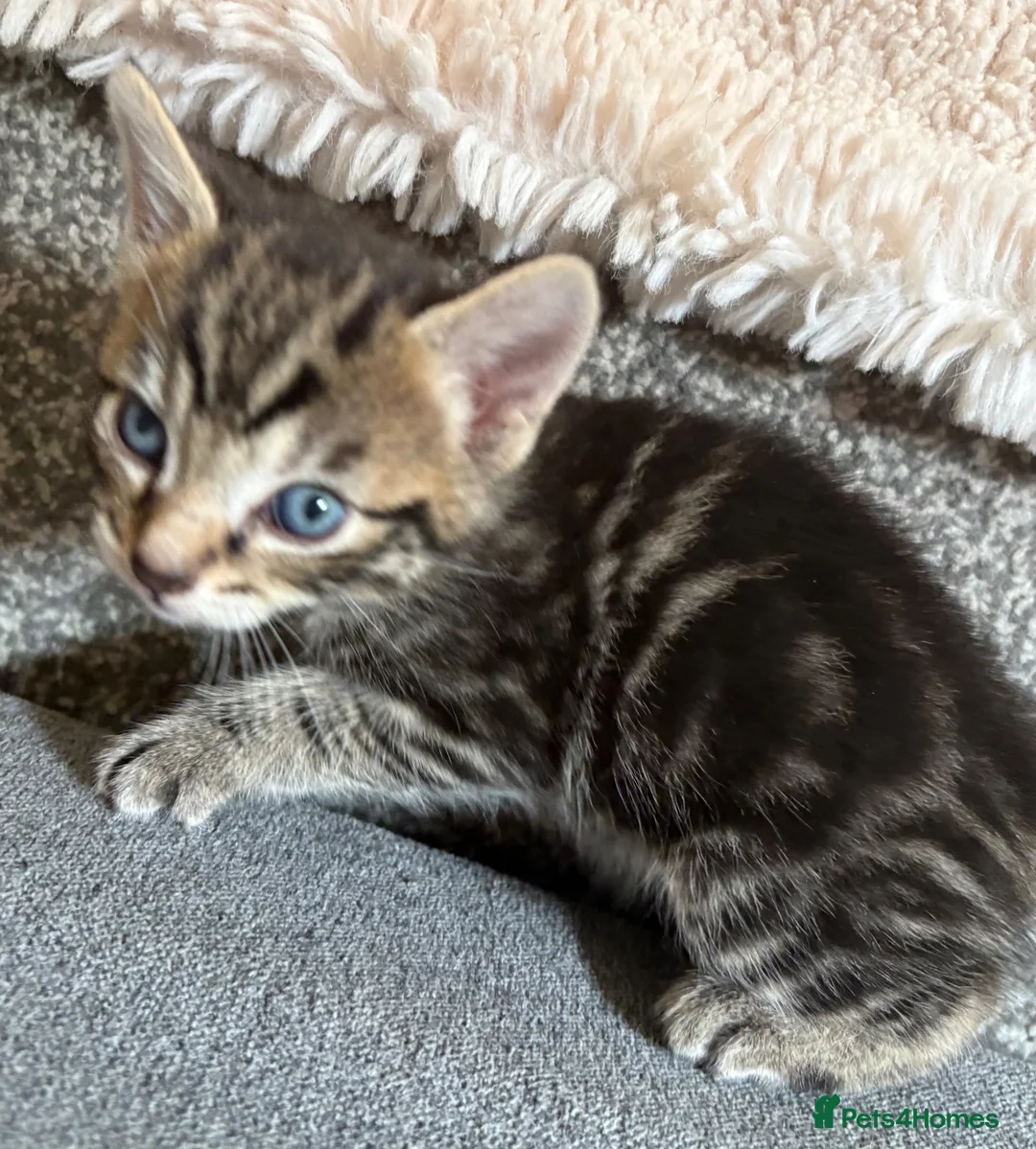 Maine Coon cats for sale: Quarter Maine coon kittens - Advert 2