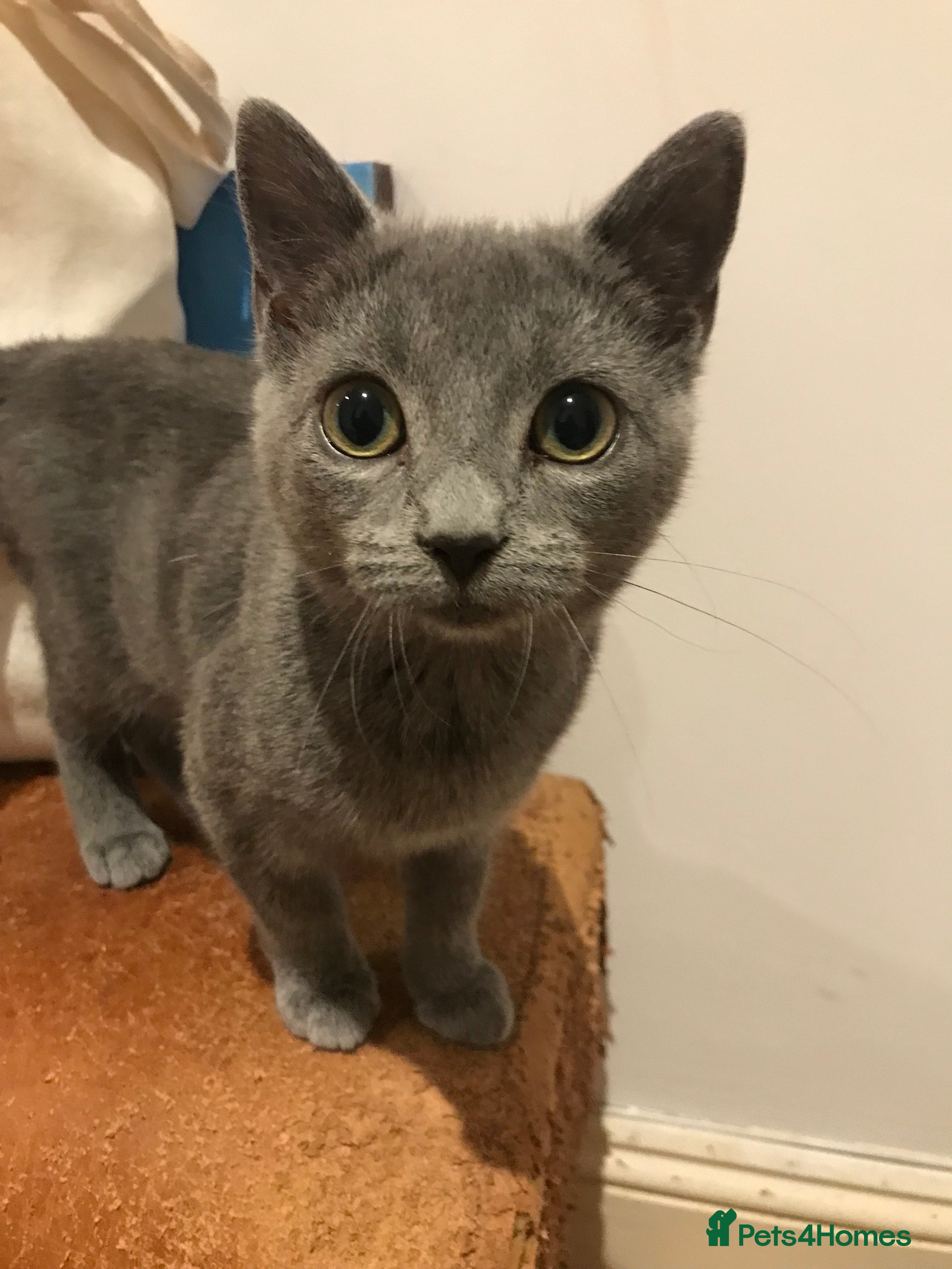 Mixed Breed cats Gorgeous mixed Siamese & American lon hair kittens - Advert 9