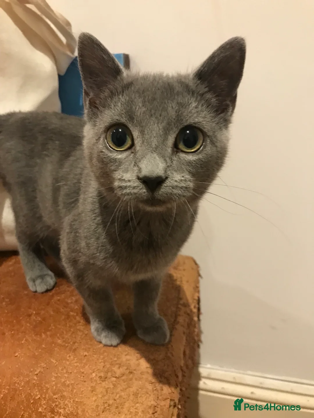 Mixed Breed cats for sale: Gorgeous mixed Siamese & American lon hair kittens - Advert 1