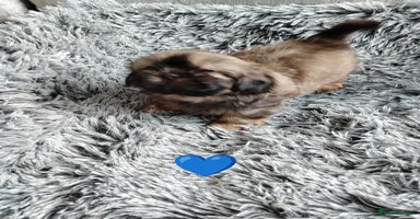 Shih Tzu dogs - Advert 5