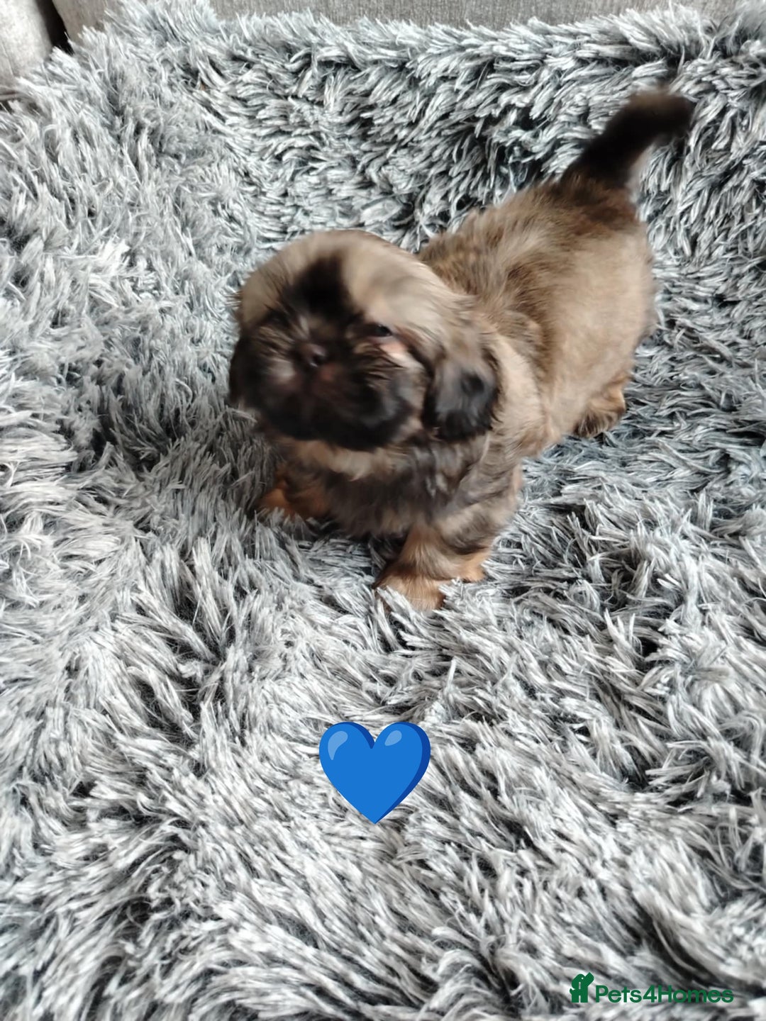 Shih Tzu dogs for sale: Imperial shi tzu babies  - Image 3