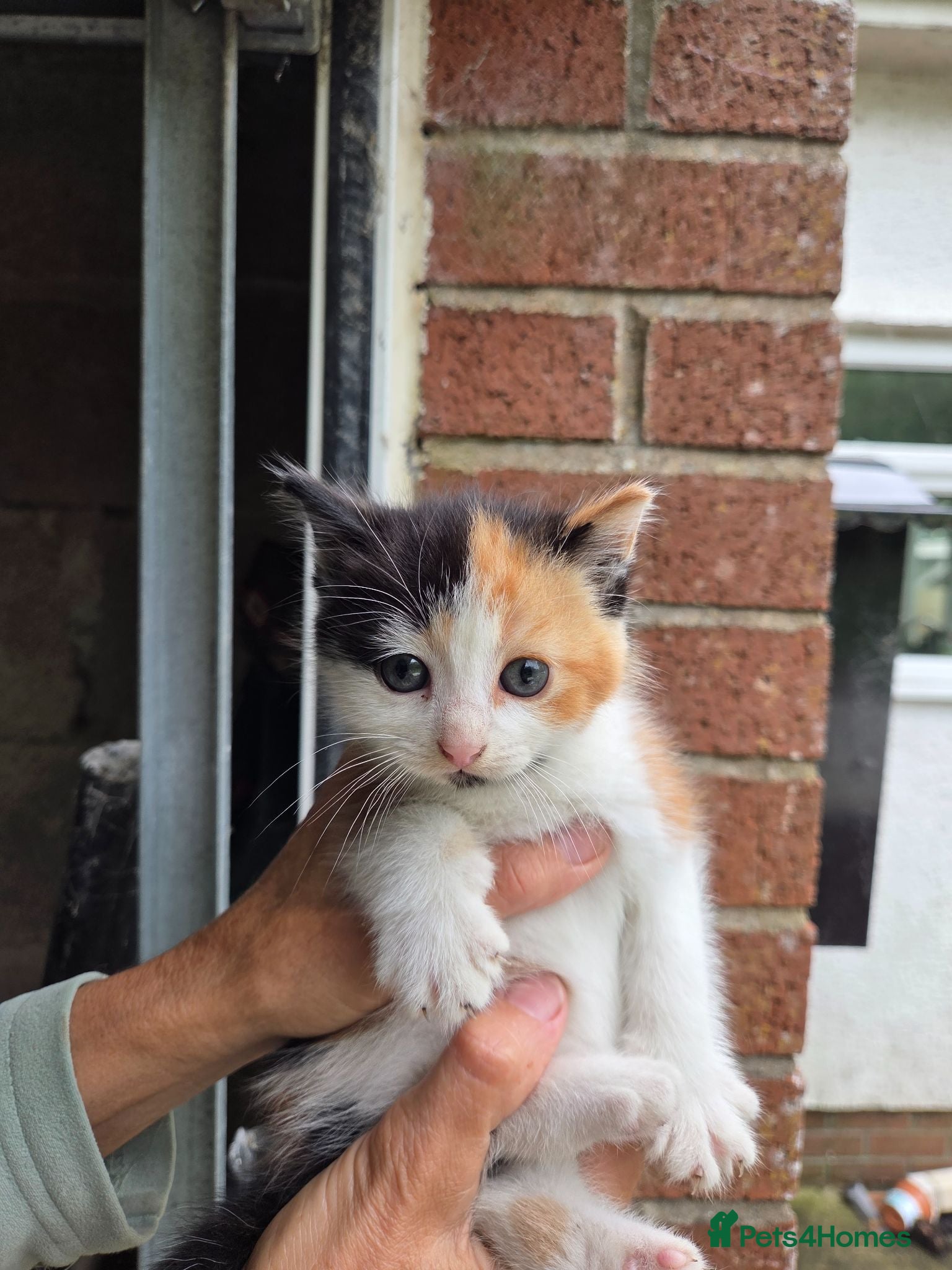 Mixed Breed cats Ginger girls and tortashell Kittens male & female  - Advert 1