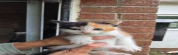 Mixed Breed cats for sale: Ginger girls and tortashell Kittens male & female  in Beaworthy - Advert 1