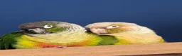 Conures birds for sale: Sad Sale, pineapple and green conure pair in Rugby - Advert 2