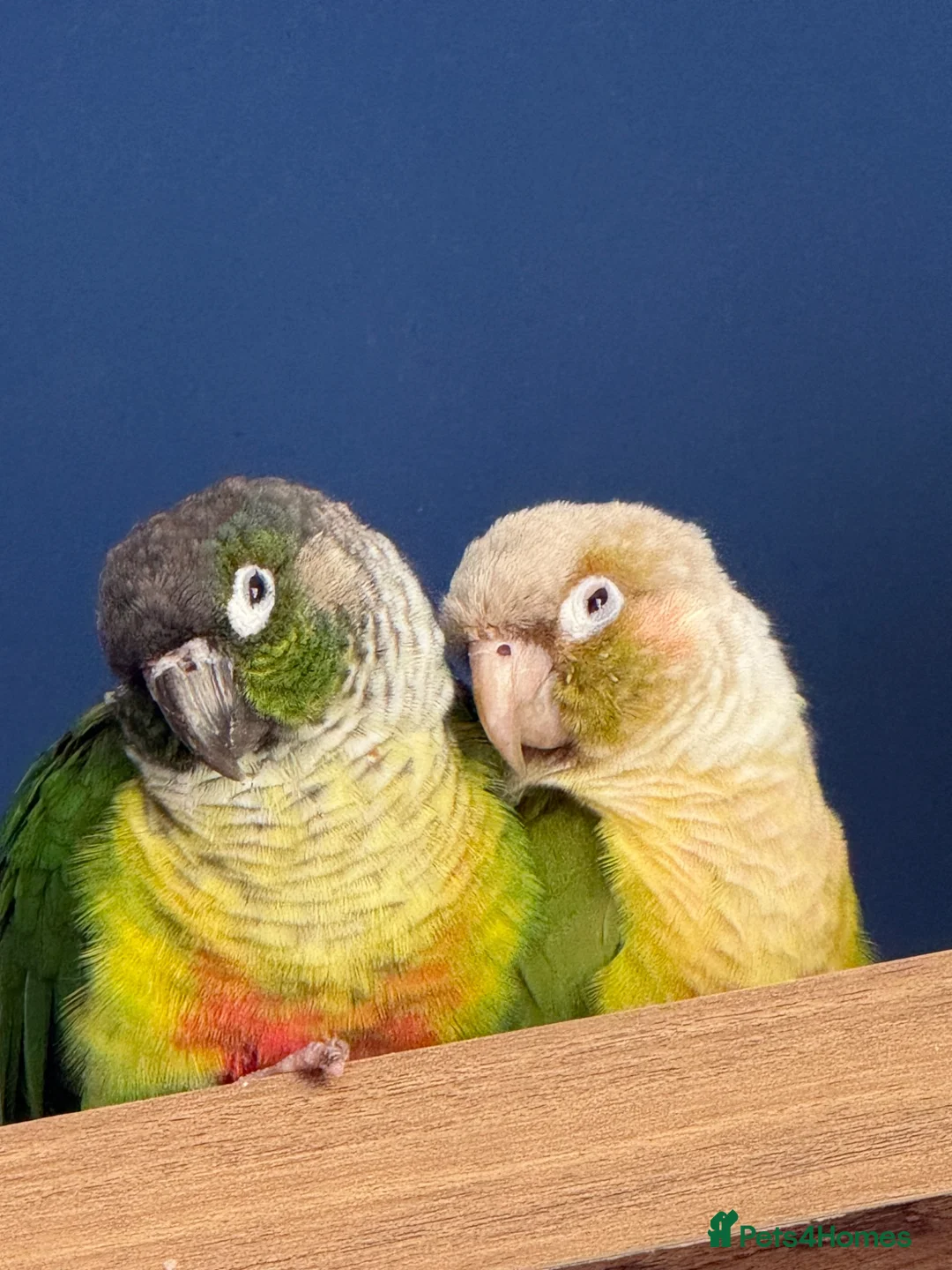 Conures birds for sale: Sad Sale, pineapple and green conure pair in Rugby - Advert 2