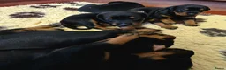 Dobermann dogs for sale: Fantastic KC Dobermann Puppies  - Advert 4