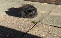 Pomeranian dogs for sale: Adorable Black Pomeranian  - Image 6