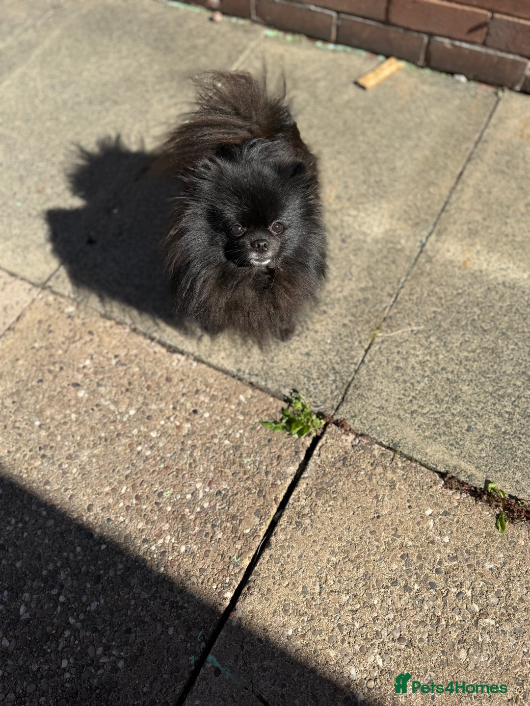 Pomeranian dogs for sale: Adorable Black Pomeranian  - Image 6