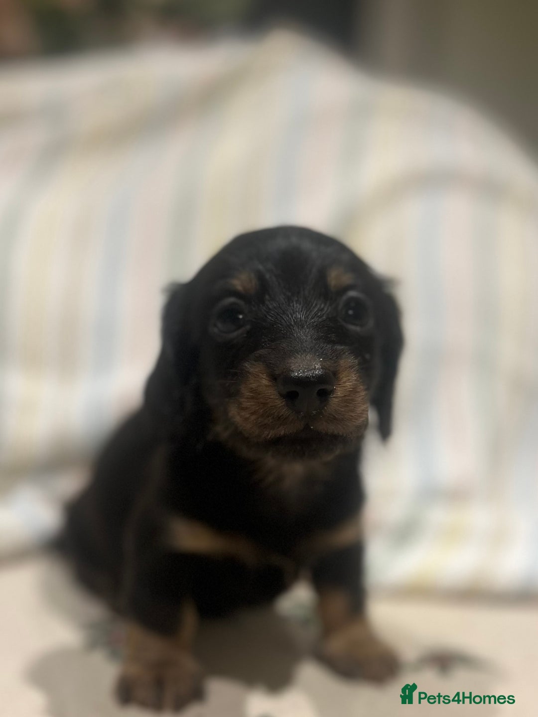 Miniature Dachshund dogs for sale: Ready to leave Mini long hair dachshund pups  - Advert 20