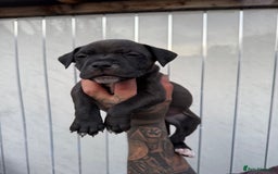 American Bull Staffy dogs for sale: Adorable American Staffordshire Terrier Puppies - Image 3