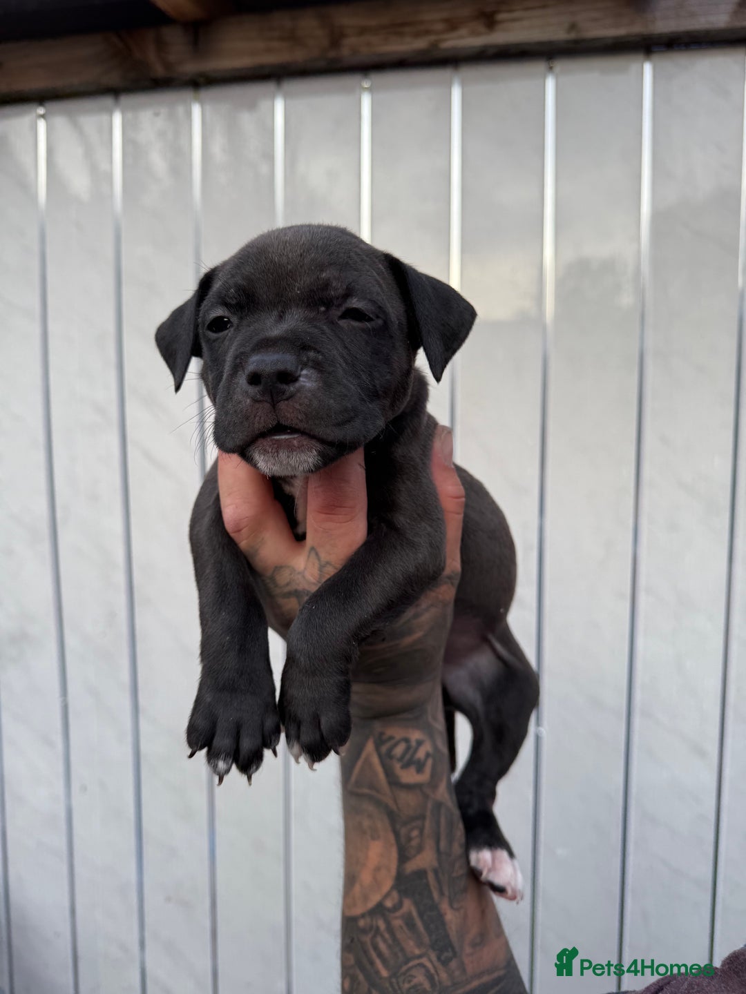 American Bull Staffy dogs for sale: Adorable American Staffordshire Terrier Puppies - Image 3