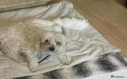 Maltese dogs for sale: 3 Maltese puppy’s  - Image 8