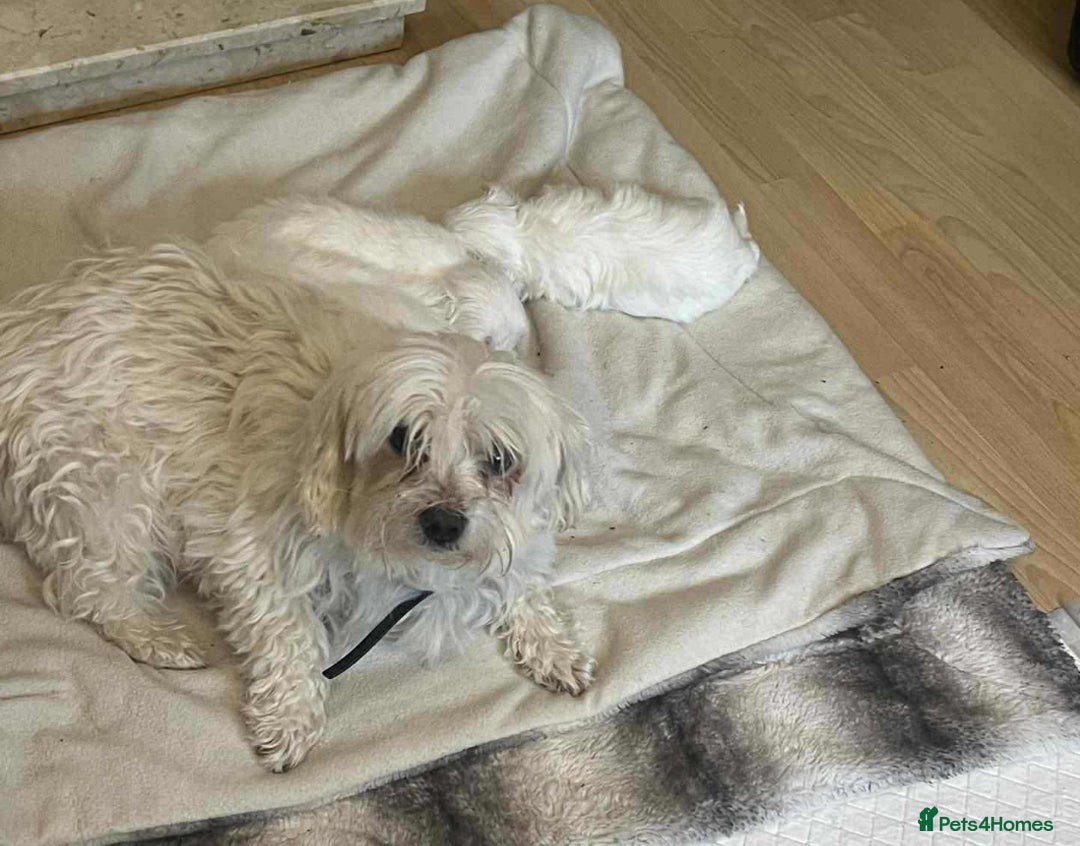Maltese dogs for sale: 3 Maltese puppy’s  - Image 8