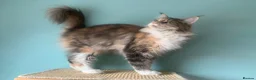 Maine Coon cats for sale: ACTIVE REG Blue Tortie and White FEMALE - Advert 6