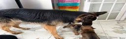 Mixed Breed dogs for sale: Belgian Malinois x German Shepherd Puppies - Advert 12