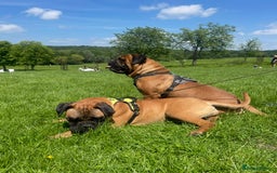 Bullmastiff dogs for sale: Beautiful Bullmastiff girl - Image 8