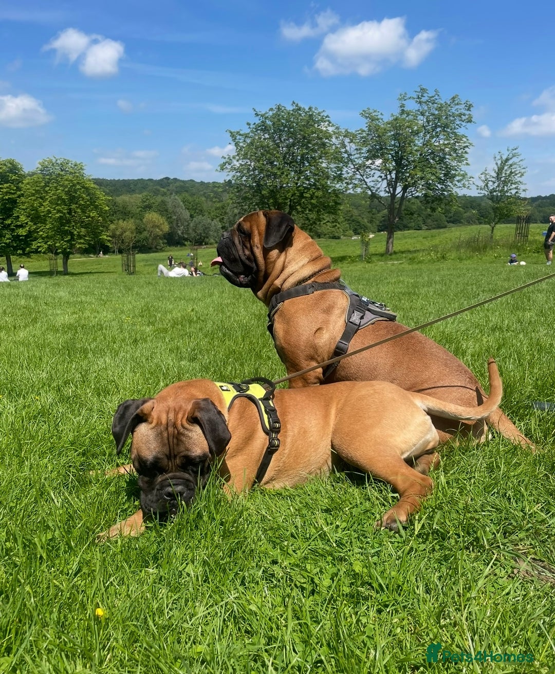 Bullmastiff dogs for sale: Beautiful Bullmastiff girl - Image 8