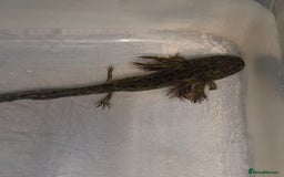 Axolotl reptiles for sale: Axolotl For Sale - Image 4