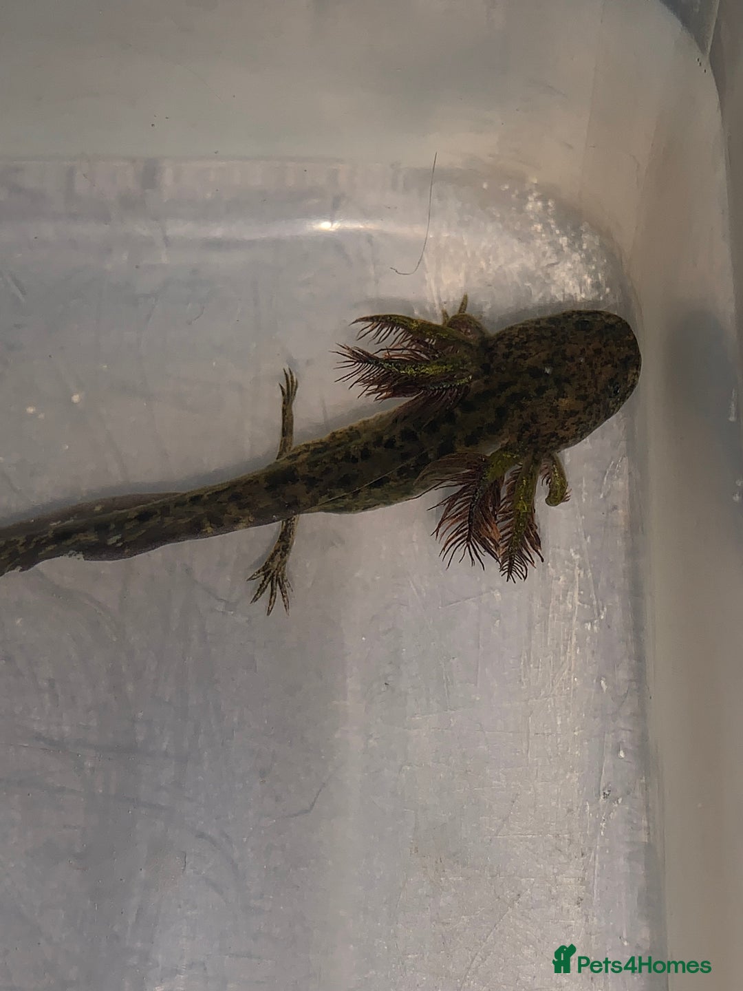 Axolotl reptiles for sale: Axolotl For Sale - Image 4
