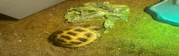 Hermann Tortoise reptiles for sale: Beautiful female tortoise  in Walsall - Advert 4