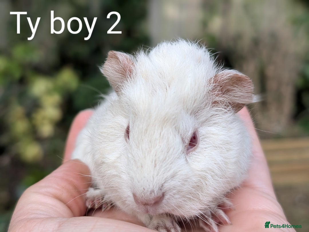 Guinea Pig rodents for sale: Gorgeous guinea pig pups  - Image 6