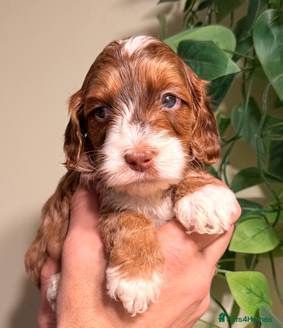 Cockapoo dogs for sale: 🪷Cockapoo Pups Quality,Charming,Gentle Hearts🪷 - Advert 2