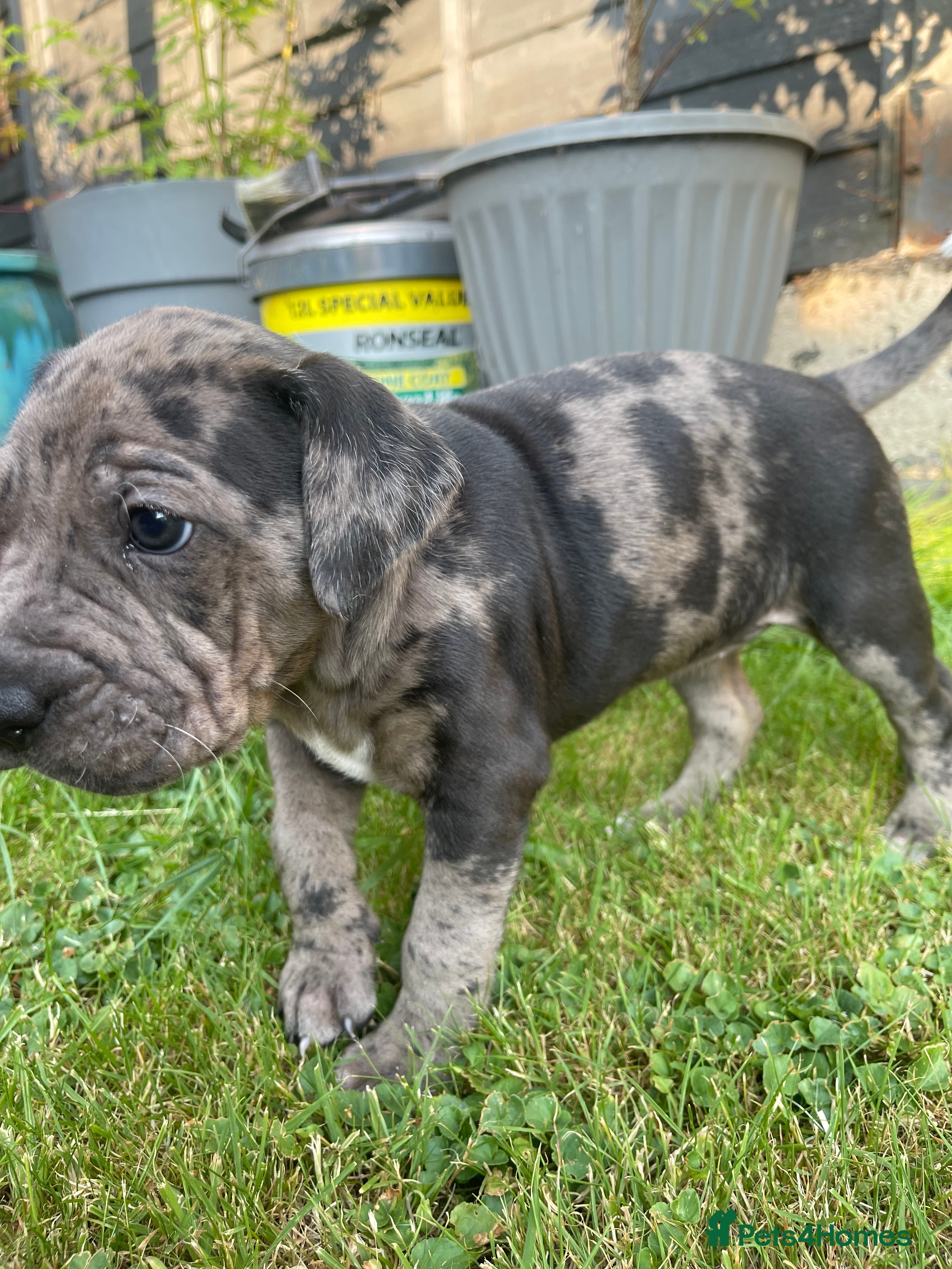 Mixed Breed dogs One of a kind PUPPIES mixed breed  - Advert 2
