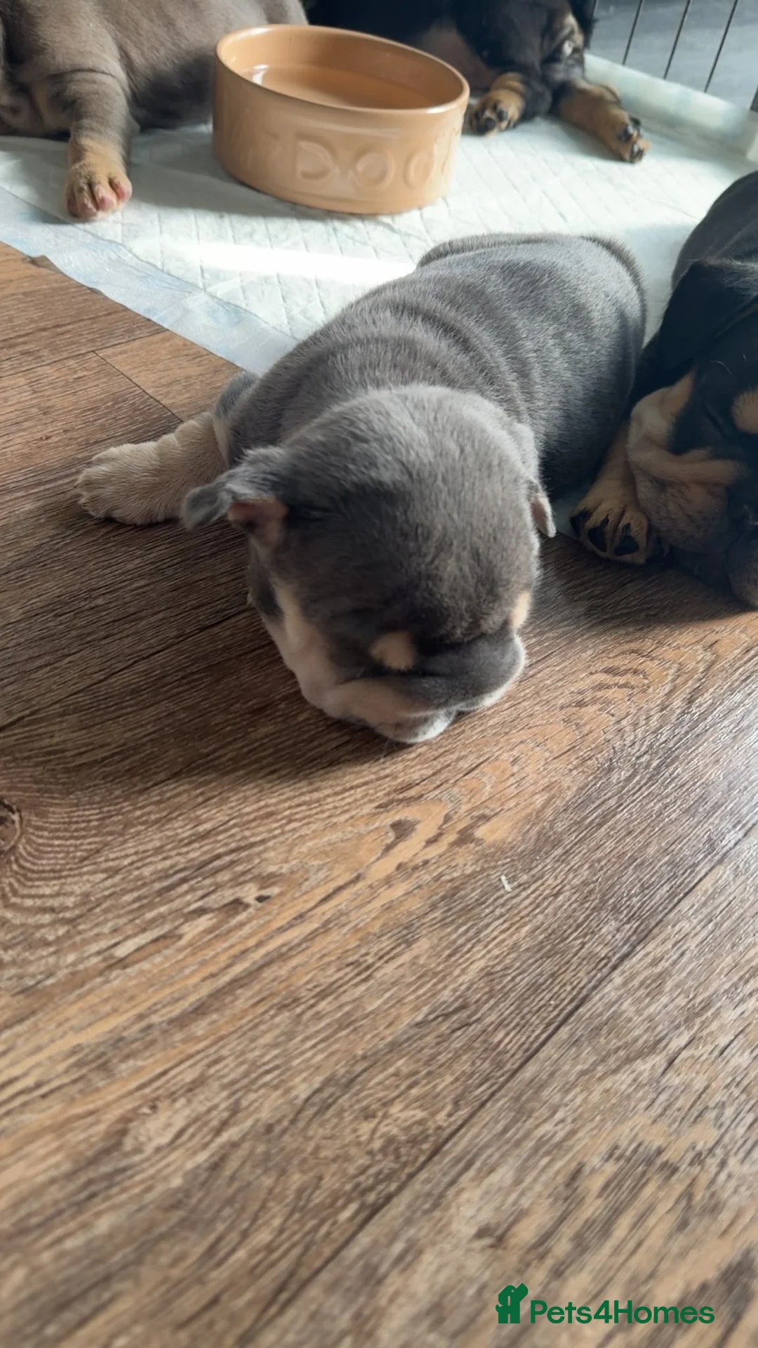 French Bulldog dogs for sale: Stunning KC Registered French Bulldog Puppies 🐶 - Advert 2