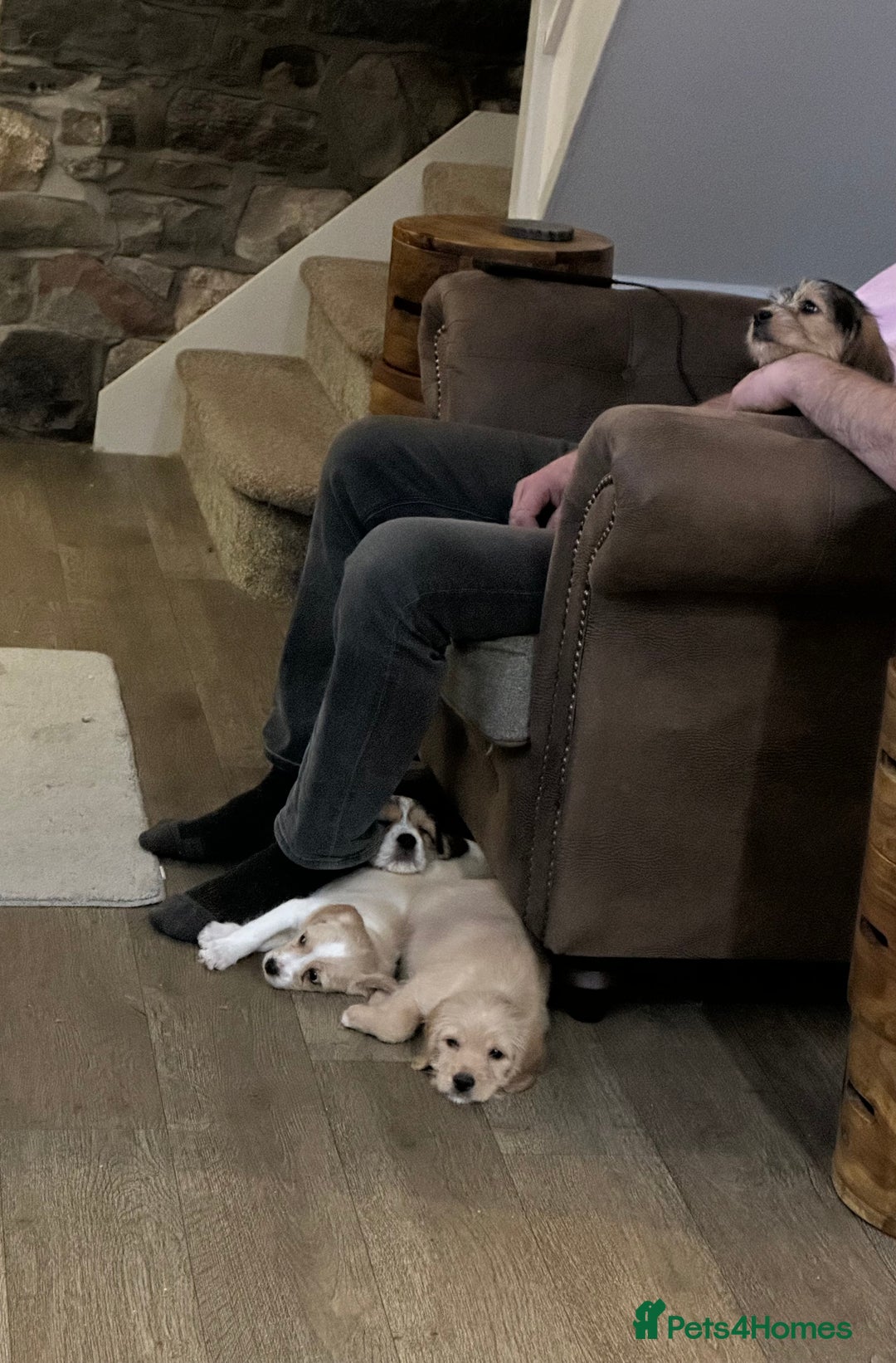 Mixed Breed dogs for sale: Beautiful Beagle X Cavapoo Puppies.  - Advert 9