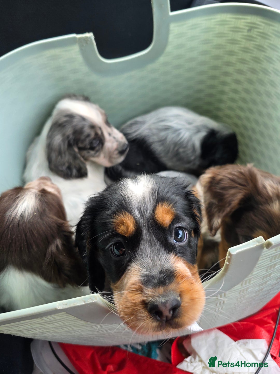 Cocker Spaniel dogs for sale: Kc registered mixed litter - Image 19