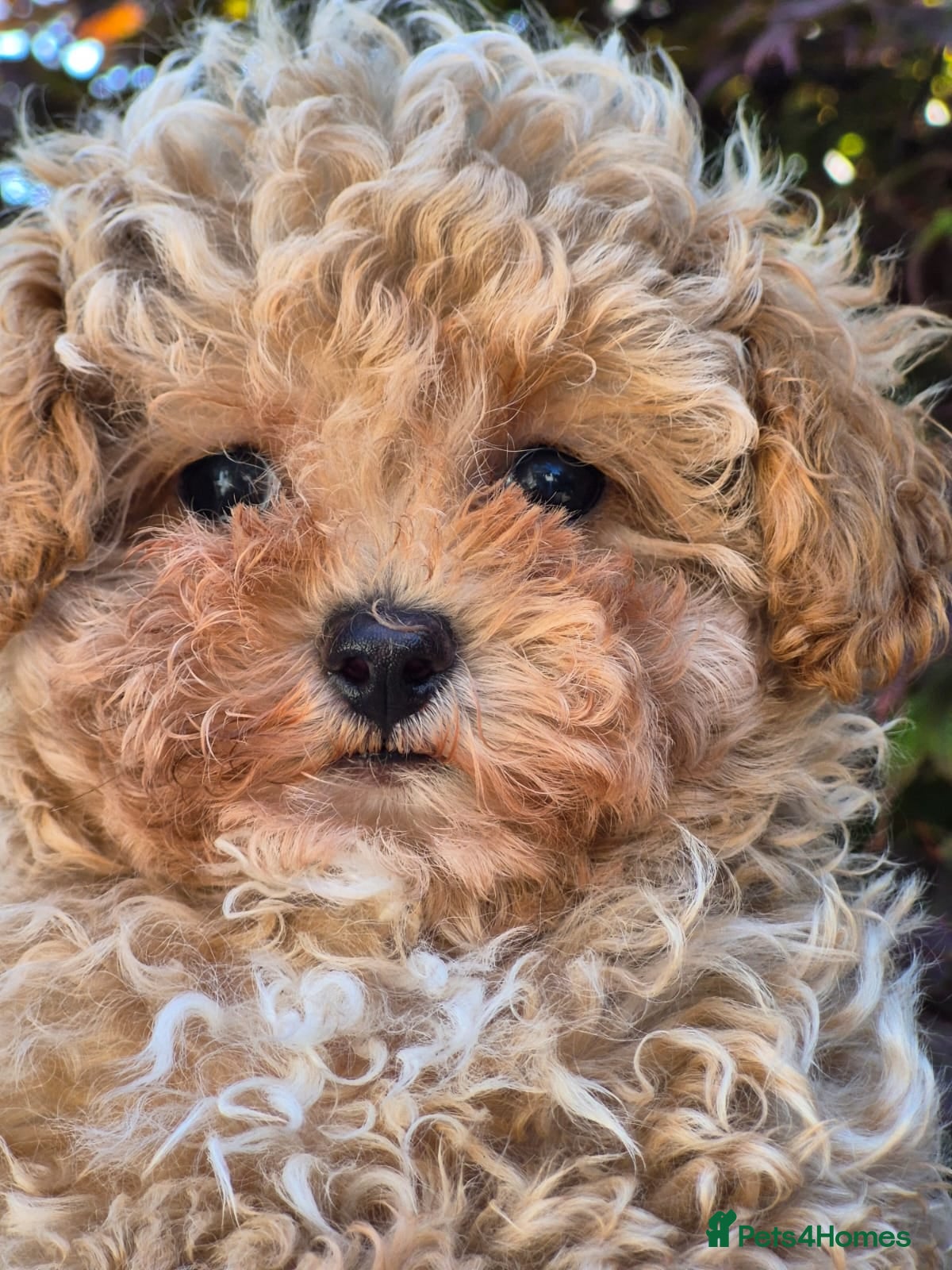 Maltipoo dogs 🐶Amazing Tiny Asian Korean Maltipoo Puppies🐶🦴  - Advert 2