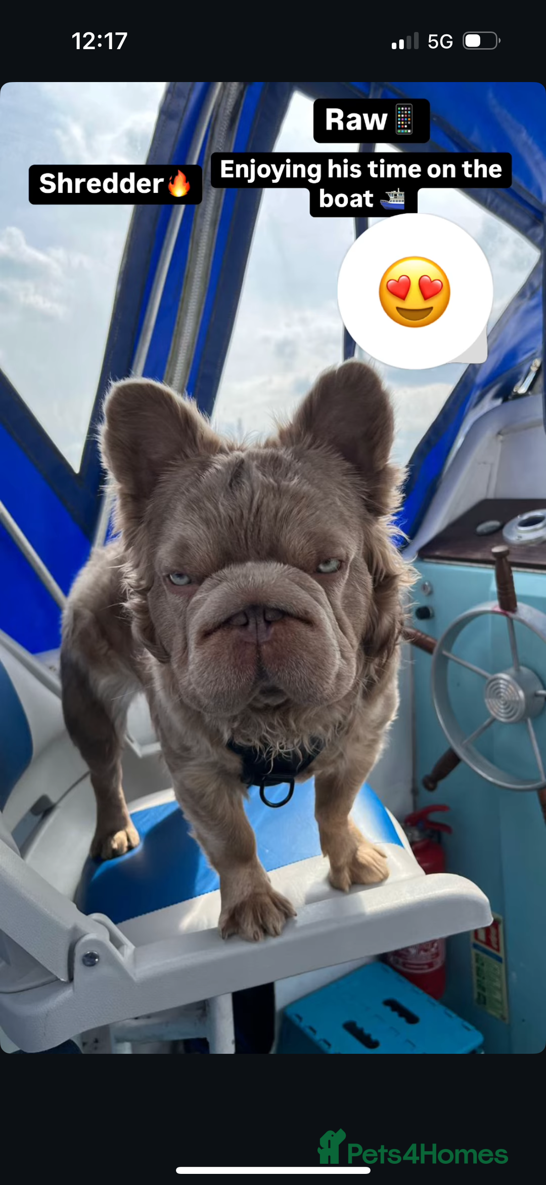 French Bulldog dogs for sale: Fluffy frenchies  - Image 15