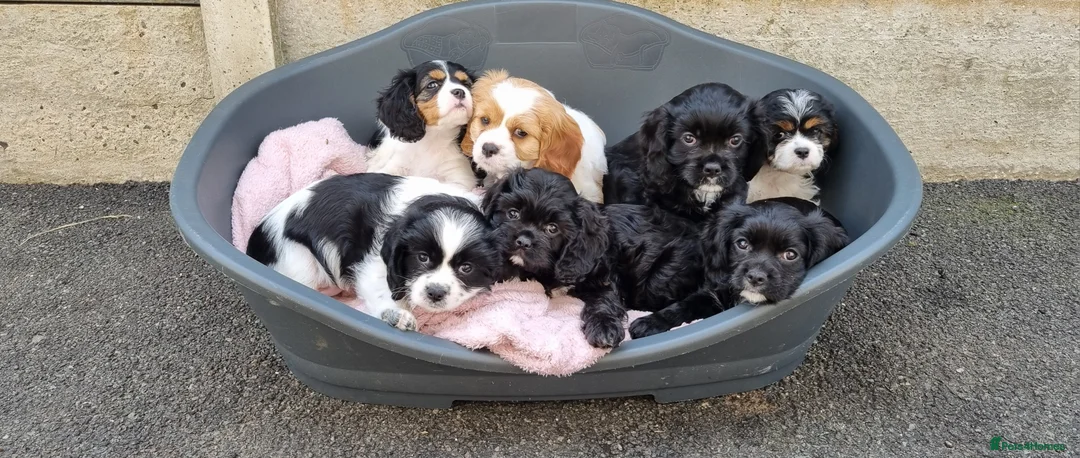 Cavapoo dogs for sale: Beautiful Cavapoo puppies ready for forever homes in Macclesfield - Advert 2