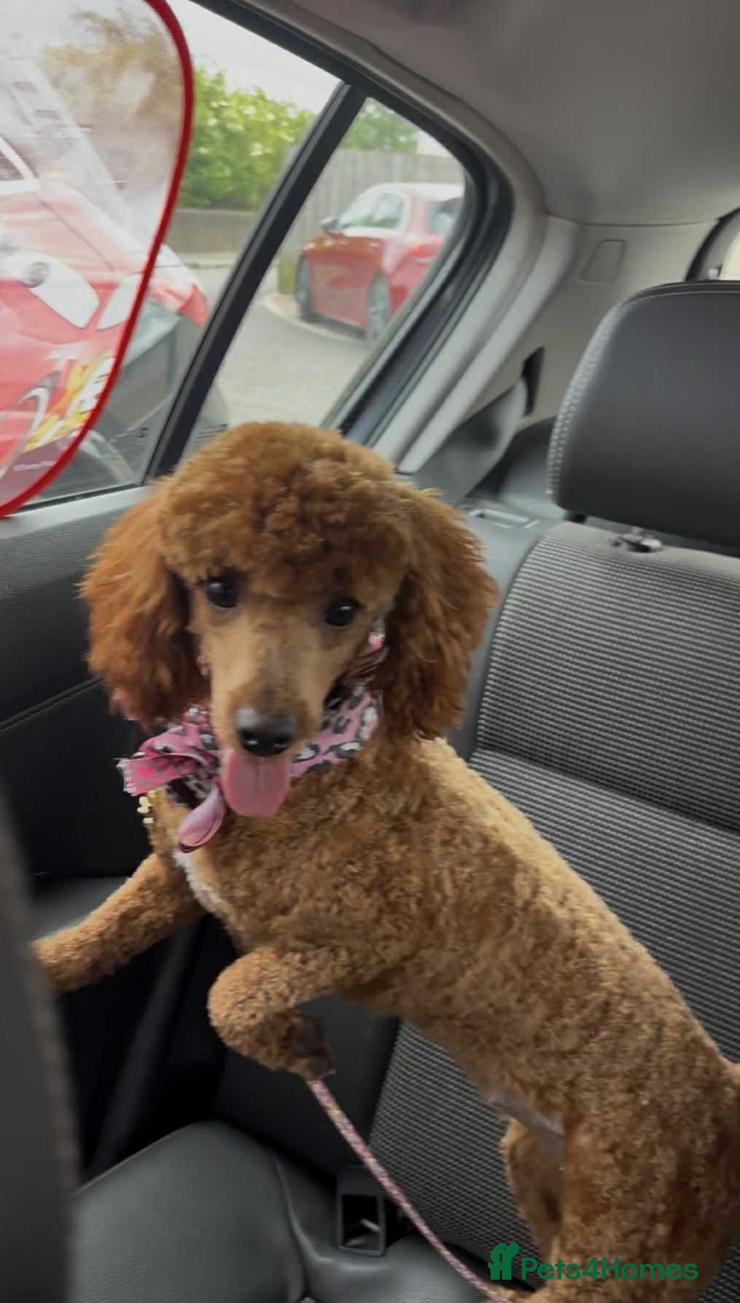 Miniature Poodle dogs for sale: Miniature Poodle puppies - Image 12