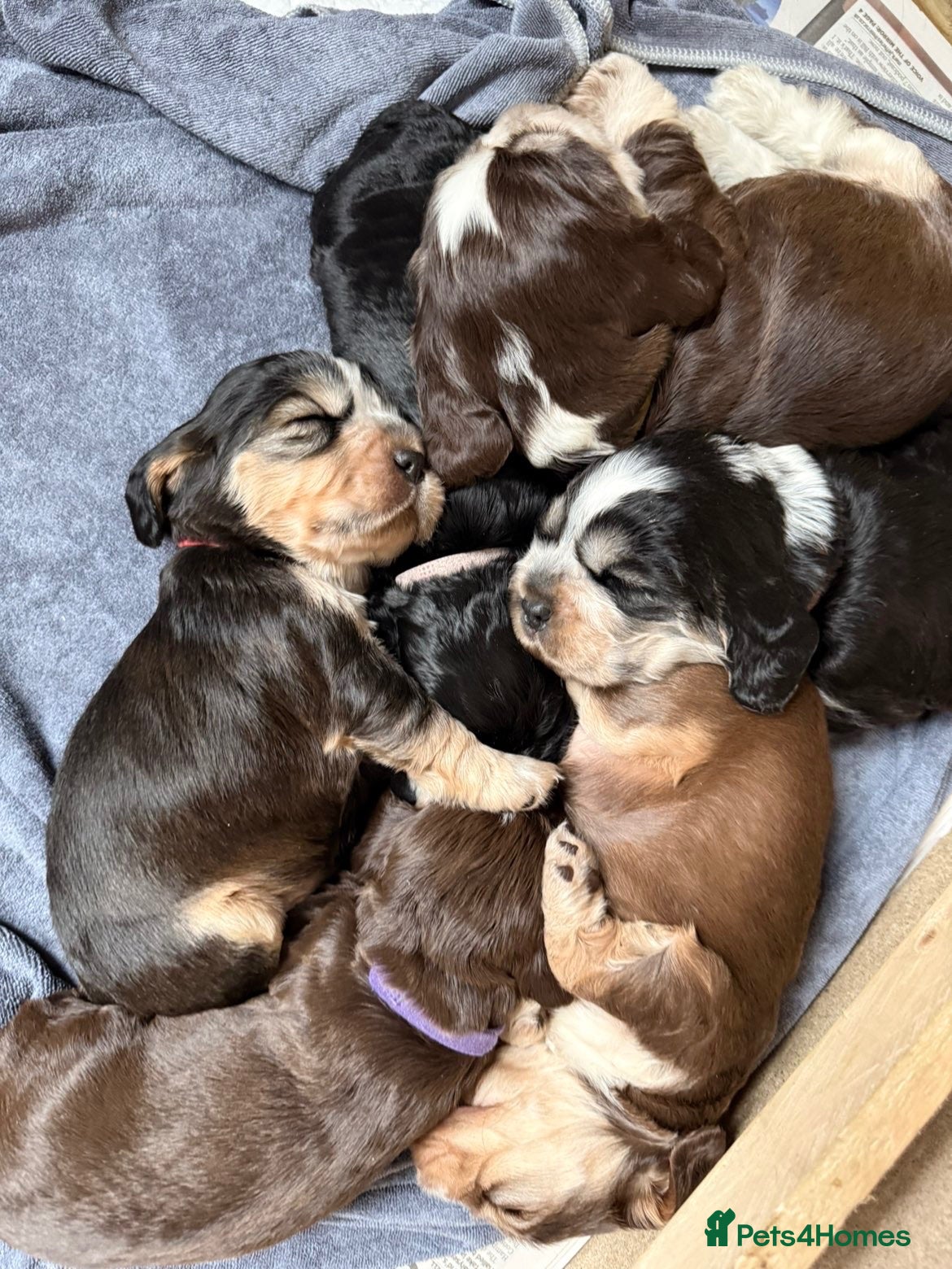 Cocker Spaniel dogs KC registered show type cocker spaniels  - Advert 18
