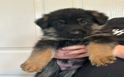 German Shepherd dogs for sale: GERMAN SHEPHERD  - Image 7