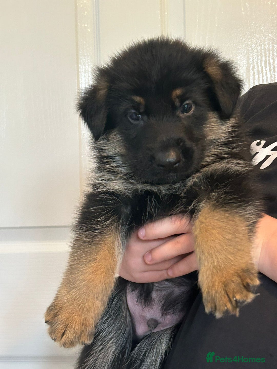 German Shepherd dogs for sale: GERMAN SHEPHERD  - Image 7