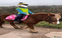 Irish Cob horses for sale: Perfect child’s happy hacker  - Image 2