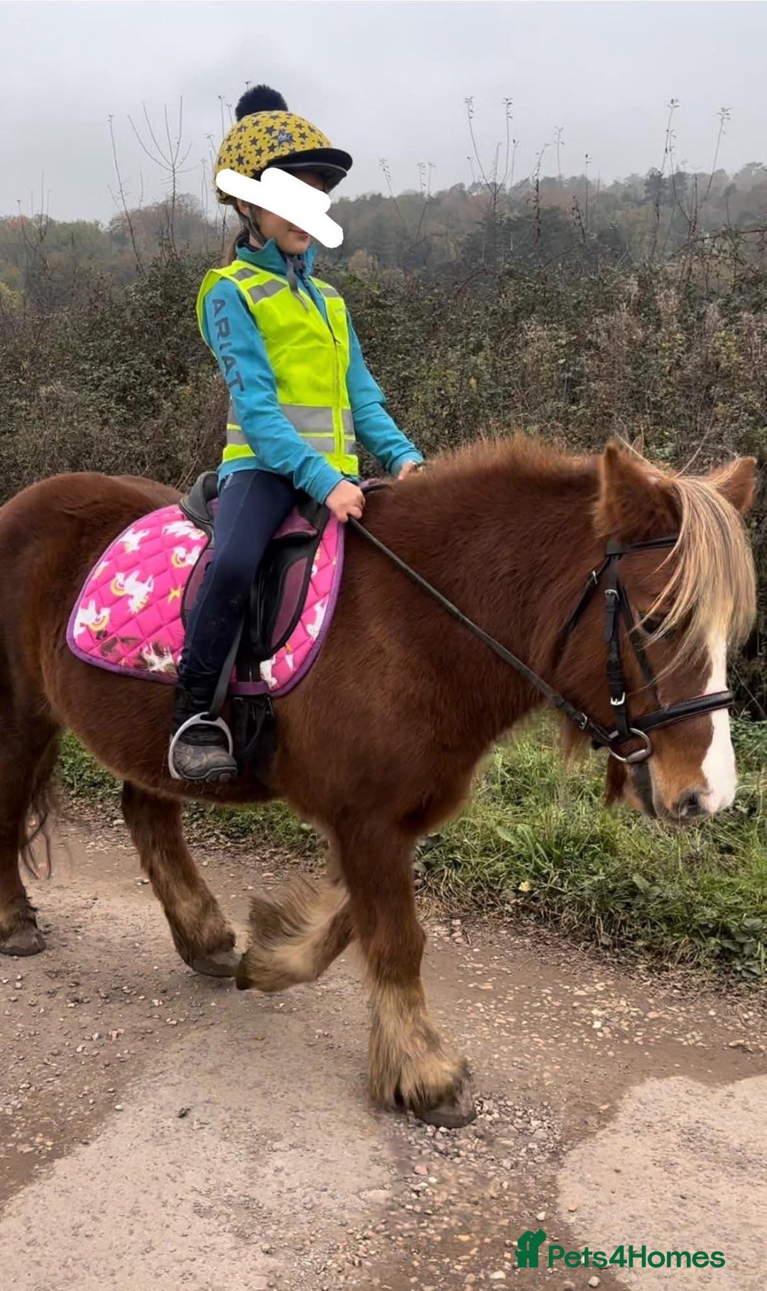 Irish Cob horses for sale: Perfect child’s happy hacker  - Image 2
