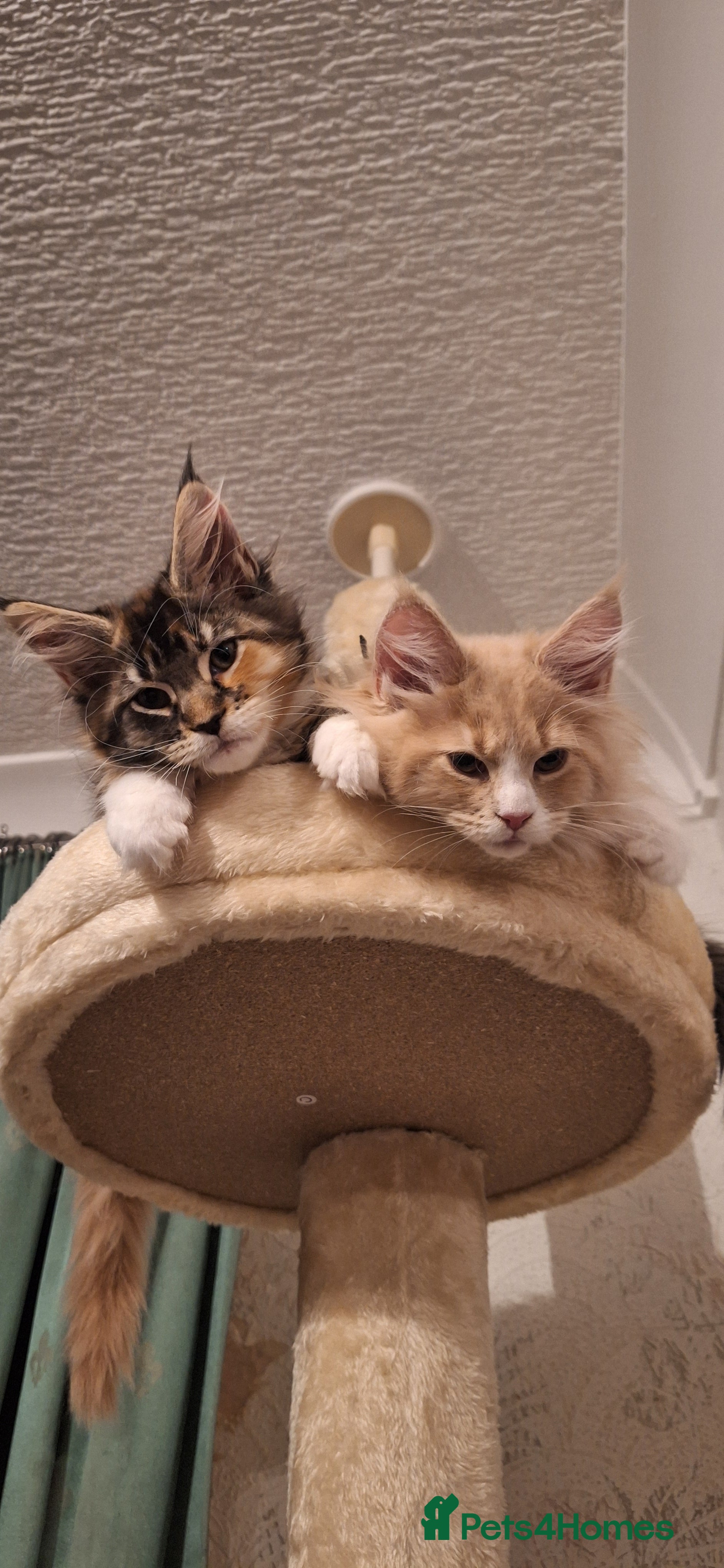 Maine Coon cats 😻 Ready Now 😻 GCCF 😻 Maine Coon Kittens 😻 - Advert 7