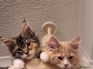 Maine Coon cats 😻 Ready Now 😻 GCCF 😻 Maine Coon Kittens 😻 - Advert 17