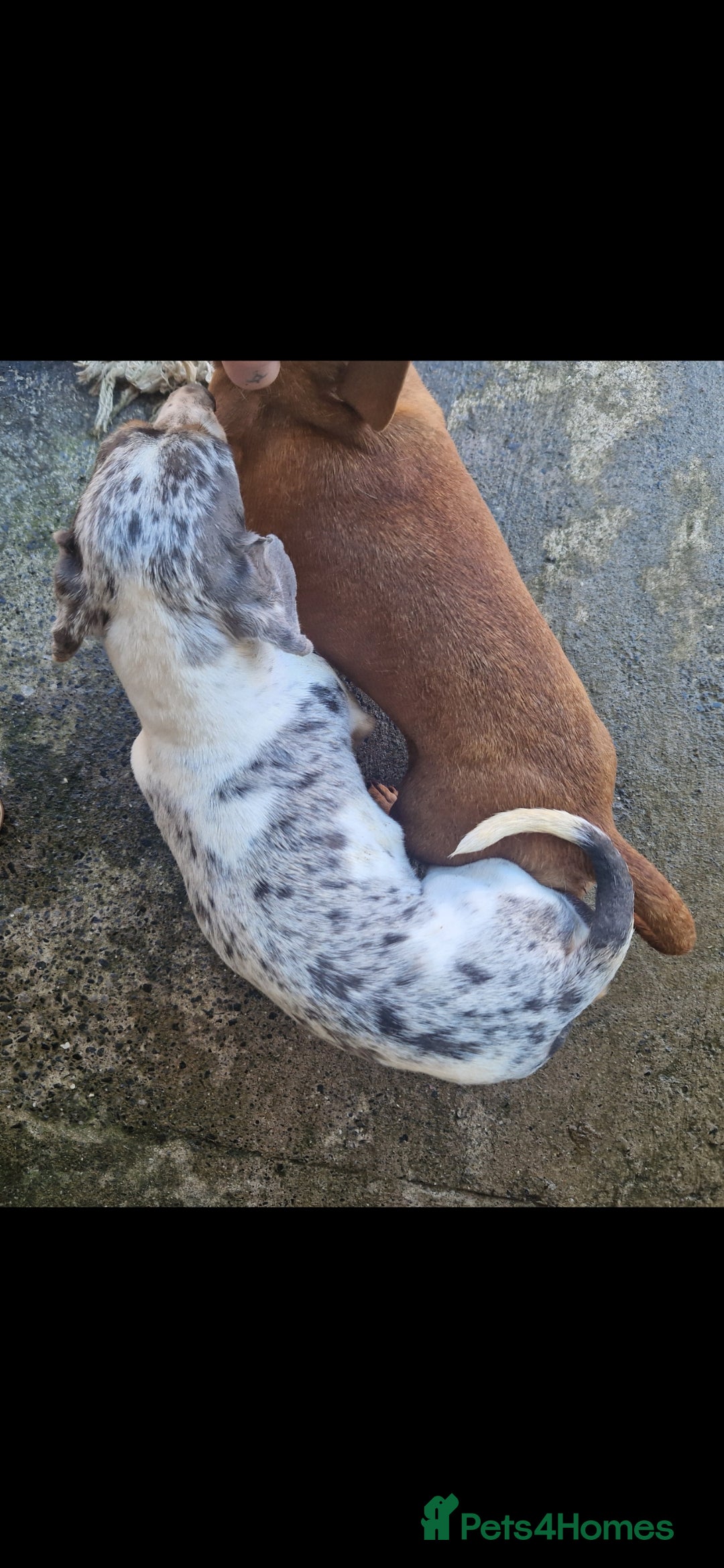 Miniature Dachshund dogs for stud: PRA CLEAR BLUE PIED DAPPLE STUD - Image 5
