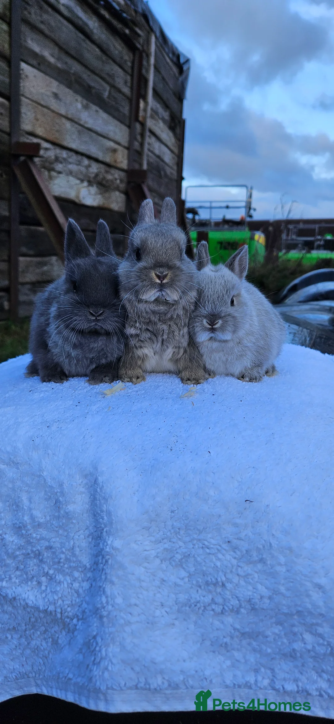 Netherland Dwarf rabbits for sale: Netherland Dwarf Buck 💙🐰 - Advert 1